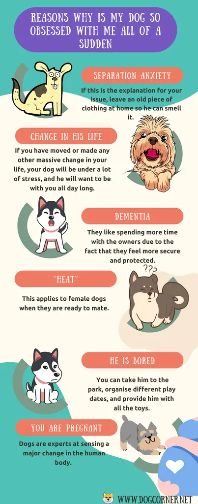 Zašto je moj pas toliko opsjednut mnome