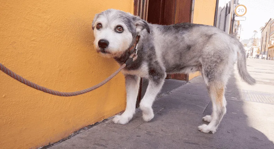 Zašto je moj pas odjednom tako opsjednut mnome