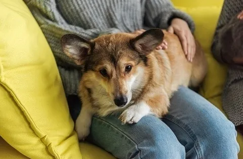 Zašto je moj pas odjednom tako opsjednut mnome
