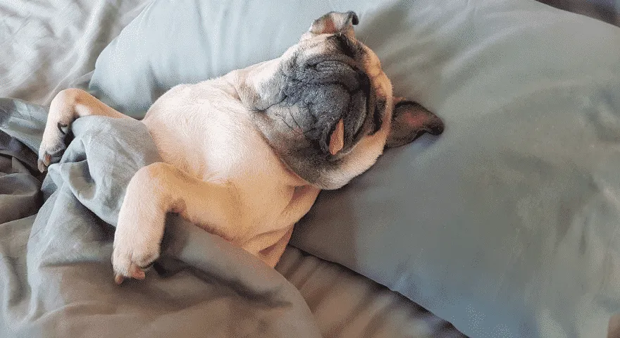 pies śpi na łóżku' title='Pies nagle chce spać sam