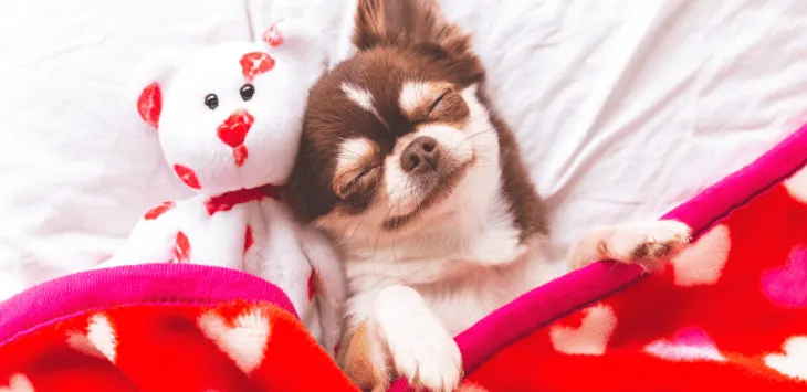 Pies nagle chce spać sam