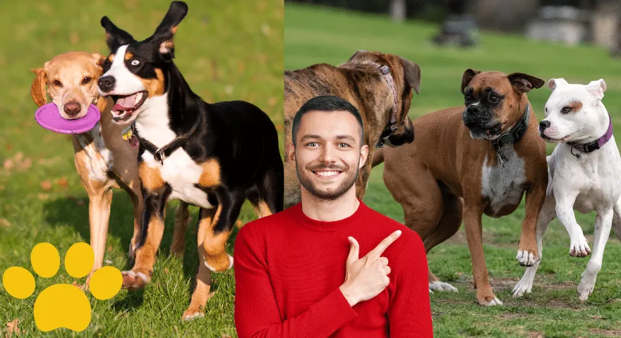 Zrozumienie języka ciała psa podczas zabawy