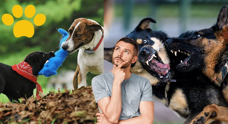 Podstawy psiej mowy ciała