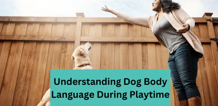 Zrozumienie języka ciała psa podczas zabawy