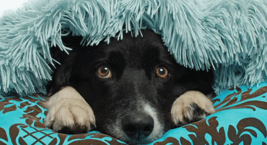 psie trauma skrývanie