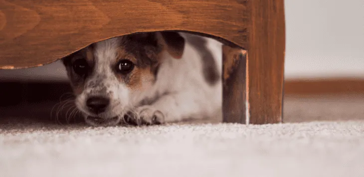 Câinele meu se ascunde și se comportă ciudat