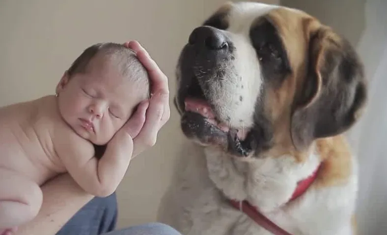Min hund är så besatt av det nyfödda barnet