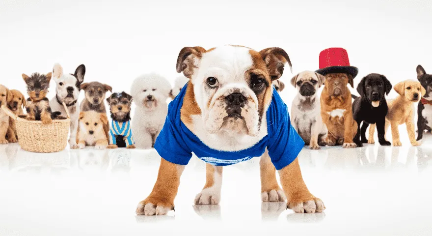 dzikie psy żyją w stadach