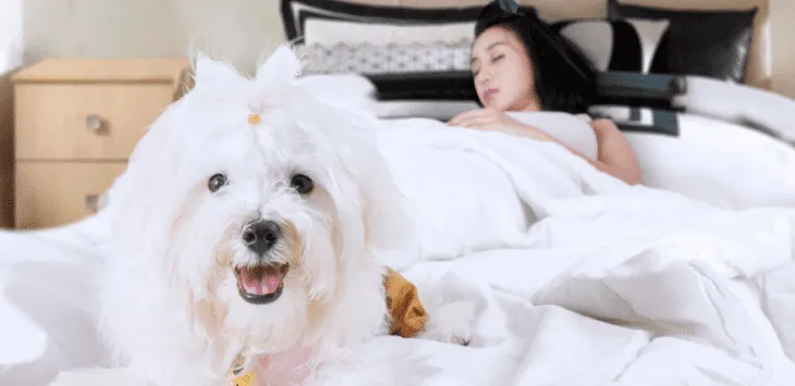 Waarom slaapt mijn hond tussen mijn benen?