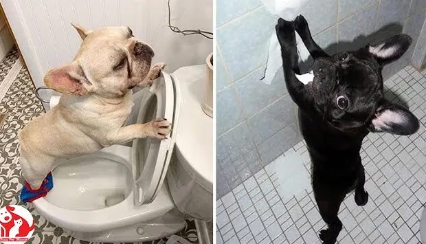 Perché il tuo cane si comporta in modo strano dopo la toelettatura