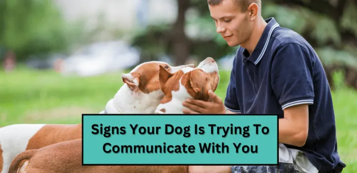 Znaki, da vaš pes poskuša komunicirati z vami