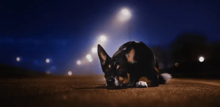 Pies dziwnie się zachowuje w nocy