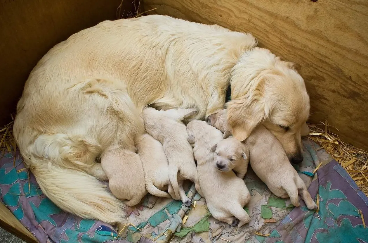 Czy psy czasami zjadają swoje szczenięta?