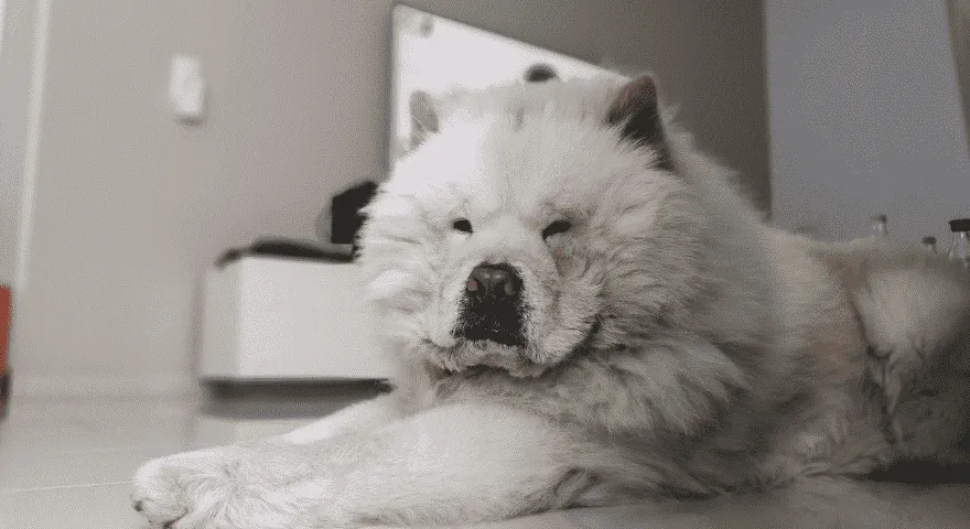 Stranski učinki zdravil za psa