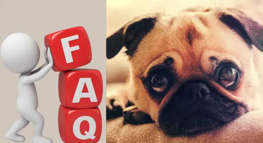 Zakaj je moj pes nenadoma letargičen