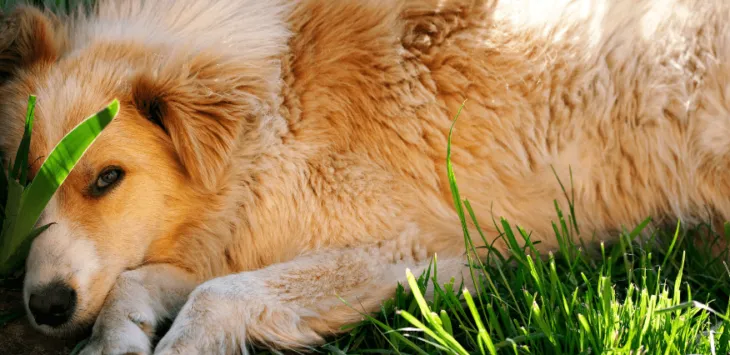 Мој пас се понаша летаргично