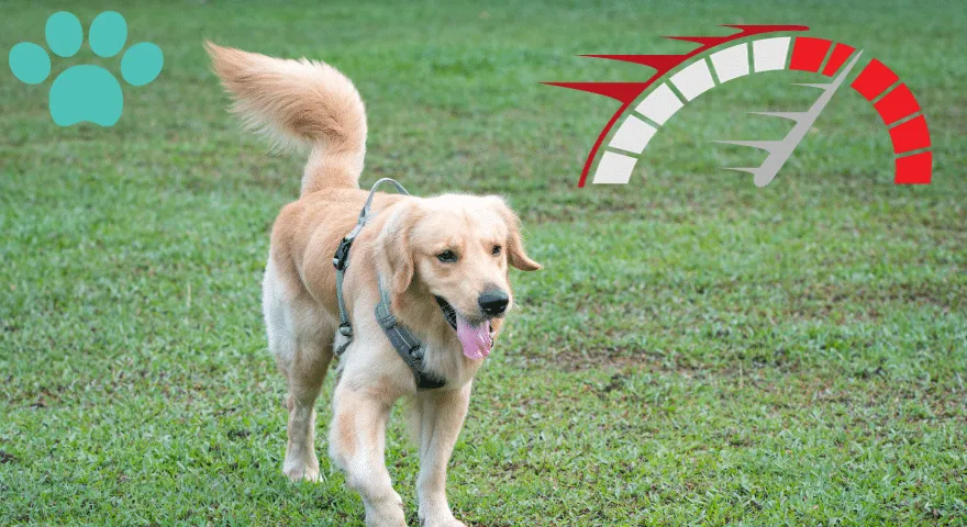 Forstå hundens halelogring