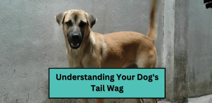 Verstehen Sie das Schwanzwedeln Ihres Hundes