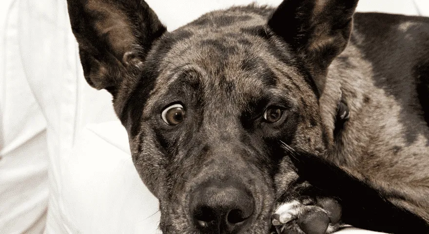 le chien mange de la drogue