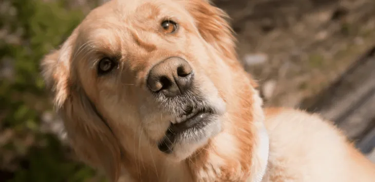 Chien agissant étrangement regardant autour de lui