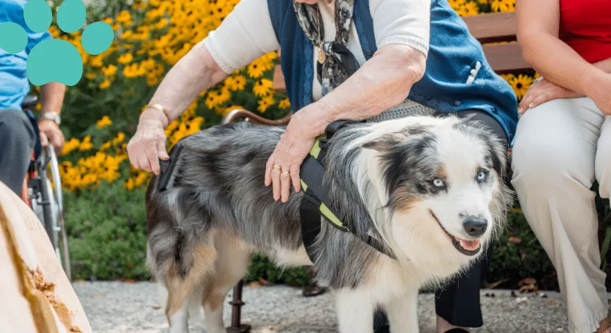 Rola psów w terapii i wsparciu emocjonalnym