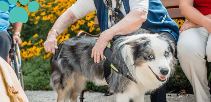 Rola psów w terapii i wsparciu emocjonalnym