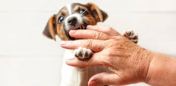 점프하고 물고 있는 강아지들