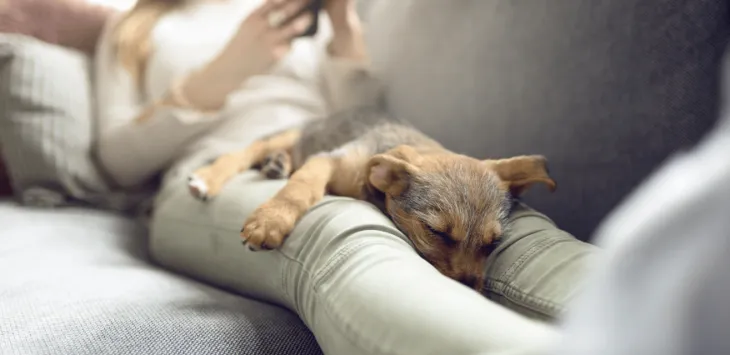 Dlaczego niektóre psy zawsze muszą być tak blisko i cię dotykać