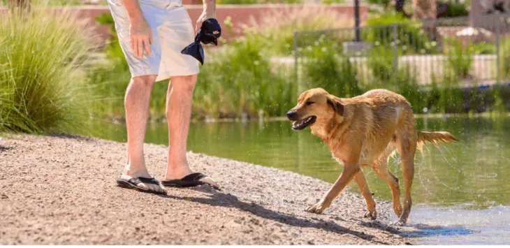 Hunden min ignorerer meg