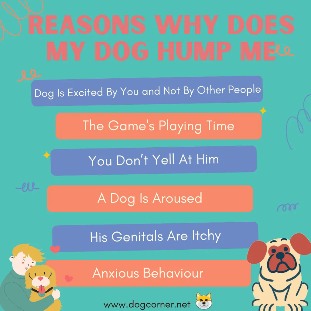 Powody, dla których mój pies mnie gardzi