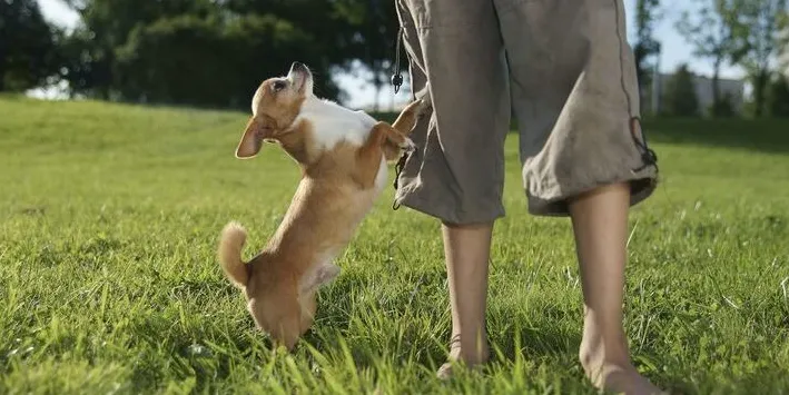 Proč můj pes naráží na mě a nikoho jiného?