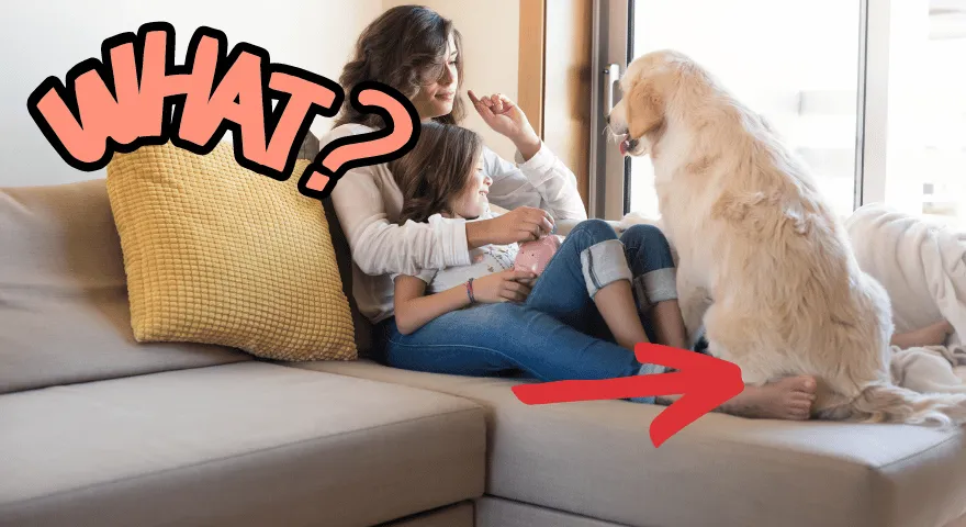 Comportements fréquents des chiens