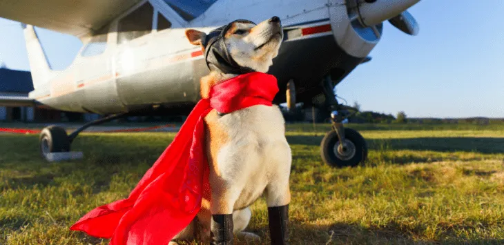 Comportements fréquents des chiens et ce qu'ils signifient