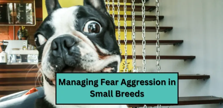 Zarządzanie agresją strachową u małych ras