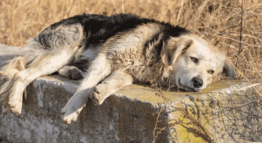 мој пас пати од депресије