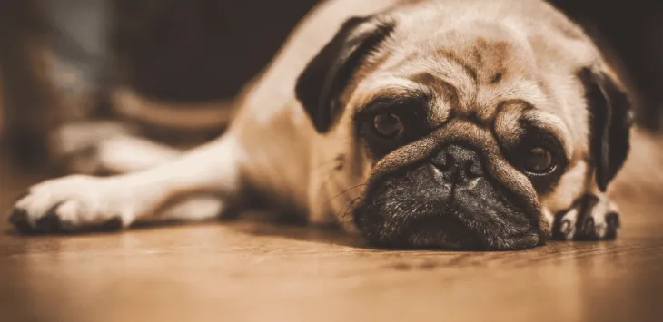 Kodėl mano šuo elgiasi liūdnai?