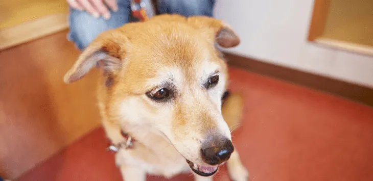 Dlaczego mój pies zachowuje się dziwnie i niespokojnie