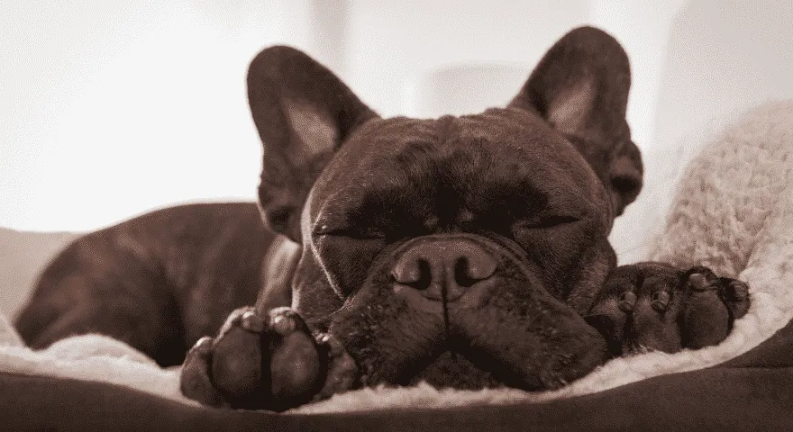 dlaczego psy chrapią' title='Dlaczego psy chrapią? Typowe powody.