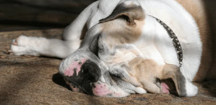 Dlaczego psy chrapią? Typowe powody.