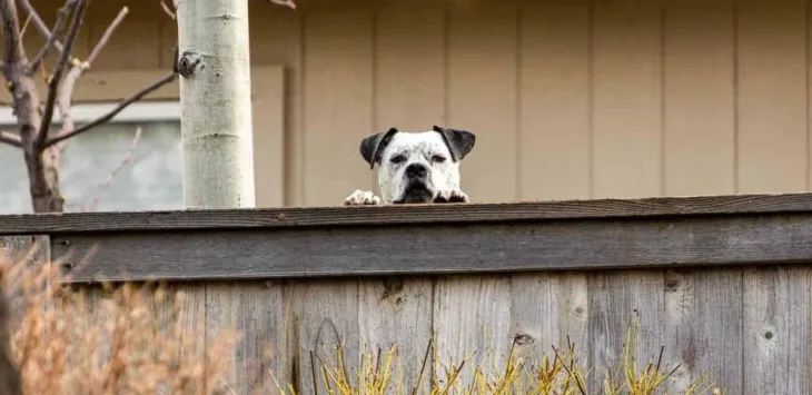 Kako se nositi sa susjedovim agresivnim psom