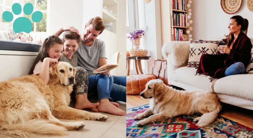 多頭飼いの家庭における犬の行動を理解する