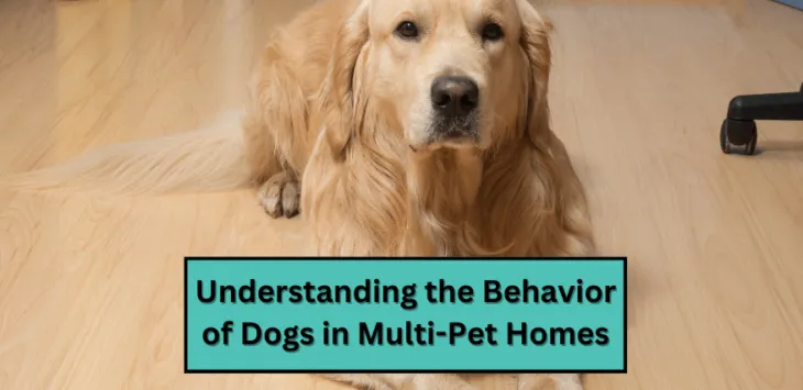 多頭飼いの家庭における犬の行動を理解する