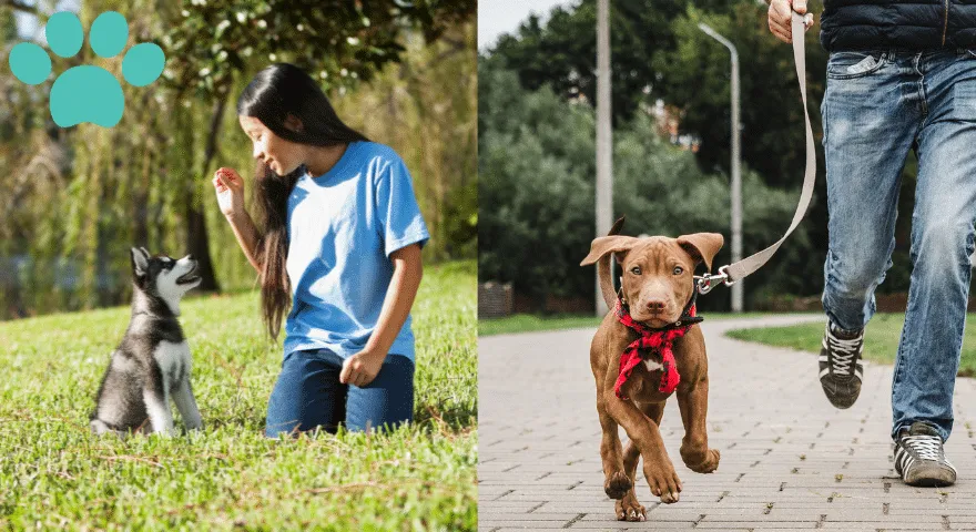 Jak uspokoić nadmiernie podekscytowanego szczeniaka' title='Jak uspokoić nadmiernie podekscytowanego szczeniaka: obszerny przewodnik