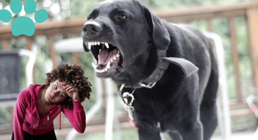Ladridos excesivos cuando tienes vecinos