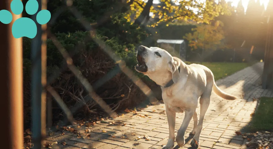 Cercas seguras y barreras visuales
