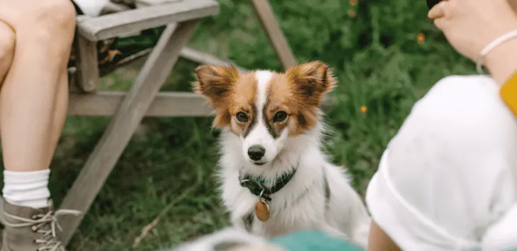 Hvorfor hunden min oppfører seg som om han snubler