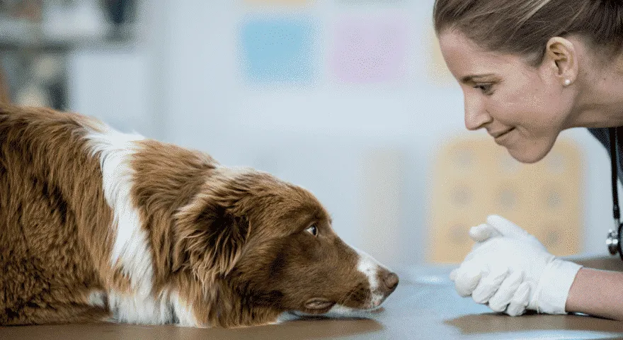 psy boją się weterynarza' title='Psie lęki i fobie: 10 częstych przyczyn