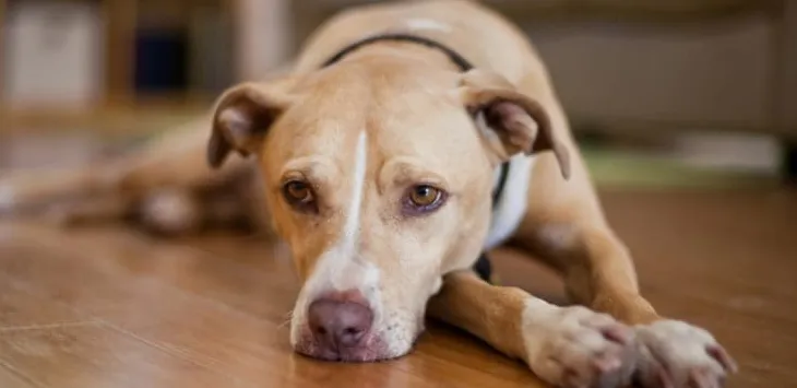 Psie lęki i fobie: 10 częstych przyczyn