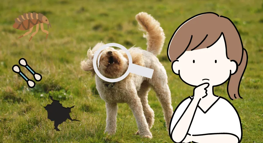 Dlaczego mój pies kręci głową