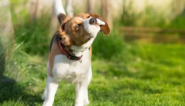Zašto moj pas cijelo vrijeme odmahuje glavom